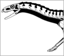 Reconstruction of the skeleton of <em>T. rhadinus.</em>